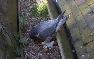 A third peregrine falcon chick has hatched at St Albans Cathedral.