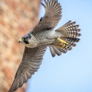This year's first peregrine falcon chicks have hatched at St Albans Cathedral.