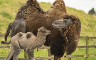 Whipsnade Zoo has celebrated the birth of its first camel calf in eight years.