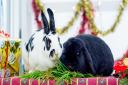 Make sure all your pets are happy bunnies this Christmas
