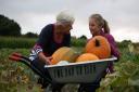 Wheelbarrows will be at the ready for those heading to The Pop-Up Farm for their pumpkin picking this Halloween.