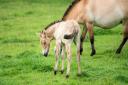 Sooton, a rare and endangered przewalski foal, has been born at Whipsnade Zoo.