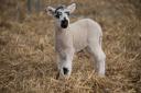 A lamb at Willows Activity Farm