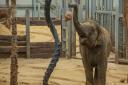 Four-year-old Elizabeth is the youngest of ZSL Whipsnade Zoo's herd of endangered Asian elephants
