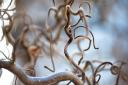 1. Corkscrew hazel has bare twisting stems in winter and can make a terrific focal point in a pot on your patio.Picture: iStock/ PA