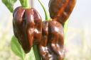 Chilli 'Chocolate Habanero'. Picture: Suttons/PA