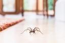 As the weather turns, spiders are increasingly keen on coming indoors. Picture: PA Photo/iStock