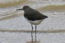 A green sandpiper photographed by Rupert Evershed.