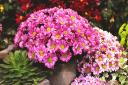 Chrysanthemums are a popular autumn pot-filler. Picture: iStock/PA