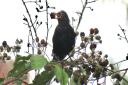 A blackbird finding rich pickings in an overgrown corner of the garden. Picture: Rupert Evershed