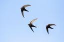 Swifts (Apus apus) by Mircea Costina (Shutterstock)