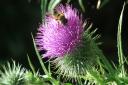 A bee on a thistle. Picture: Rupert Evershed