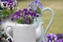 Old teapots and jugs can double as plant containers. Picture: iStock/PA