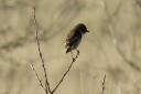 A stonechat pictured by Rupert Evershed.