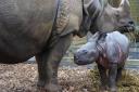 A female baby rhino, who has yet to be named, was born at ZSL Whipsnade Zoo. Picture: Tony Margiocchi