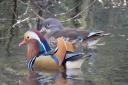 Mandarin ducks (Aix galericulata). Picture: Rupert Evershed
