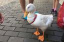 Buds the duck surprised shoppers today in The Maltings, St Albans. Picture: Lila Mendoza