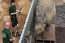 Behan the greater one-horned rhino being weighed at ZSL Whipsnade Zoo. Picture: Tony Margiocchi