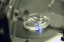 NHS IVF treatment has been suspended. Image shows the fertilisation process taking place in a lab. Picture: Phil Mynott