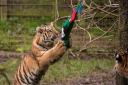 Amur tiger cubs Dmitri Makari and Czar get christmas stockings at ZSL Whipsnade Zoo. Picture: ZSL Whipsnade.