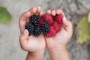 Deborah's young daughter has been enjoying picking raspberries for the first time. Picture: Getty