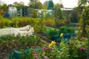 National Allotments Week runs from August 14-20 [PA Photo/thinkstockphotos]