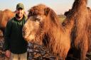 Zookeeper Ben Gulli with Bactrian camel at ZSL Whipsnade Zoo