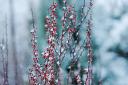 A winter garden can look lovely too, as these frozen barberry branches prove