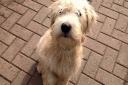 Alfie, the 10-year-old Wheaten Terrier, is missing from his home in St Albans