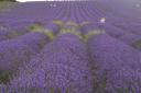 Pretty purple: Ickleford lavender fields are a visual treat
