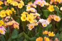 Spring ornamental multicolour blooming flowers Primel Peach Melba. Primrose