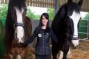 Willows Farm Village two new Shire Horses, Jade and Bob, with Sarah Goodey