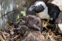 African penguin chicks in the nest box at Paradise Wildlife Park
