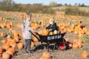 The pumpkin patch covers 10 acres of land.