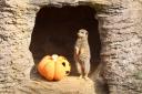 A meerkat with a pumpkin at ZSL Whipsnade Zoo  ahead of Boo at the Zoo.