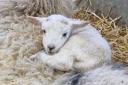 Some of the lambs present were born just three weeks ago.