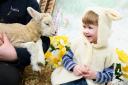 February Frolics lambing event returns to Willows Activity Farm.