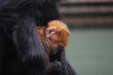 'A ray of sunshine'  François’ langur baby has been born at Whipsnade Zoo