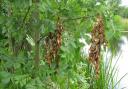 Ash dieback is affecting trees on Herts and Middlesex Wildlife Trust nature reserves