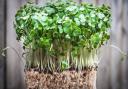 An easy win: you will see your efforts pay off quickly with cress. Picture: iStock/PA