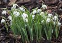 Snowdrops are often found in early spring gardens. Picture: Getty Images/iStockphoto