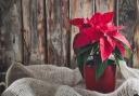 The poinsettia is the ultimate Xmas plant. Picture: Getty Images/iStockphoto