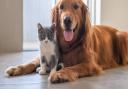 No pets allowed: animal-owning tenants face an extra hurdle when looking for a new home. Picture: Getty Images/iStockphoto