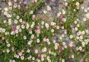 Erigeron karvinskianus (Mexican fleabane) thrives in a hot, dry summer. Picture: iStock/PA