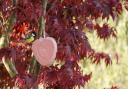 This pink suet heart for birds costs £4.99, birdfood.co.uk. Picture: CJ Wildlife/PA