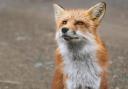 A fox was reportedly killed during the incident near Wheathampstead.