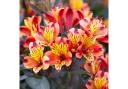 Hardy Alstroemeria ‘Indian Summer’  flowers from early summer into autumn