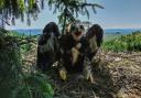 This fledgling was named Sassy by Sam Heughan (Bjorn Beckmann/PA)