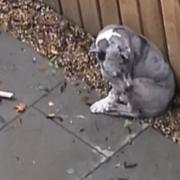 Nova looks at the broken stick which was used to beat him
