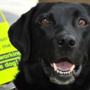 A guide dog was attacked by another dog in St Albans city centre, according to Hertfordshire Constabulary (File picture)